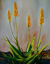 aloes-in-bloom