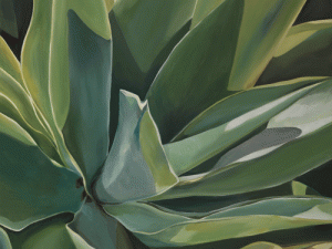 Agave