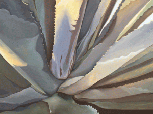 Grey Agave